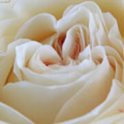 White Rose 59 Art Print