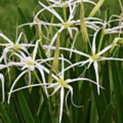 White Spider Lily Flower Garden Art Print