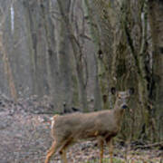 White-tail Deer In A Clearing - Right Art Print