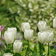 A Group Of White Tulips In New York City Art Print