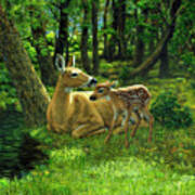 Whitetail Deer - First Spring Art Print