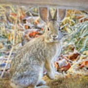 Who Framed Roger Rabbit Art Print