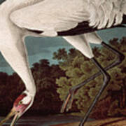 Whooping Crane, From Birds Of America By John James Audubon Art Print