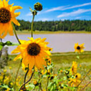 Wild About Sunflowers At Lake Mary Art Print