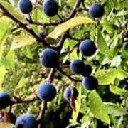 Wild Blue Berries Art Print