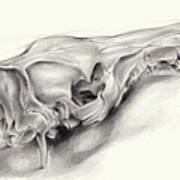 Wild Boar Skull And Metamorphosis Of Life 1 Art Print