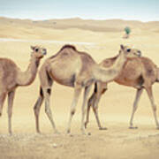 Wild Camels In The Middle Eastern Desert Art Print