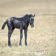 Wild Filly In The Desert Art Print