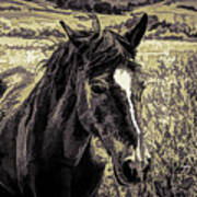 Wild Horse Face And A Pretty One Too Bw Art Print