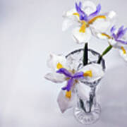 Wild Iris In Glass Vase. Art Print