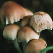 Wild Mushrooms Macro Photography Art Print