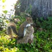 Wild Squirrel Hunting Art Print
