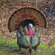 Wild Turkey Strutting Head On Art Print