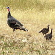 Wild Turkeys Morning Stroll Art Print