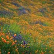 Wildflower Super Bloom At Sunrise In Walker Canyon Art Print