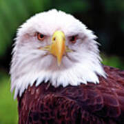 Wildlife_bald Eagle_everglades National Park_imgl5730 Art Print