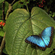 Nature_blue Morpho Butterfly_key West_0f7a9184 Art Print