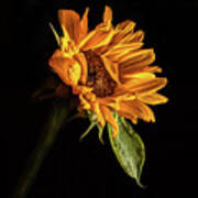 Wilting Sunflower #1 Art Print