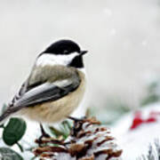 Winter Chickadee Art Print