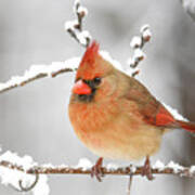 Winter Female Cardinal Art Print