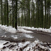 Winter Forest Landscape With Snow On The Ground Art Print