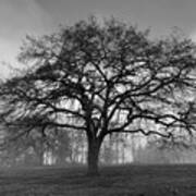 Winter Morning Tree Silhouette Bw Art Print