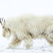 Winter Mountain Goat Art Print