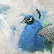 Winter Peacock Patrol Art Print