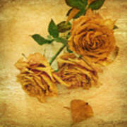 Withering Roses Art Print