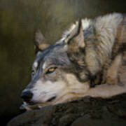 Wolf Watch Art Print