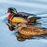 Wood Duck Pair Art Print