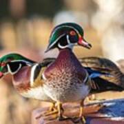 Wood Duck Smile Art Print