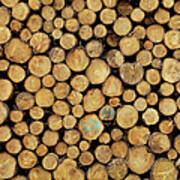 Wood Logs Art Print