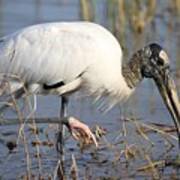 Wood Stork Art Print