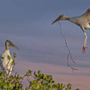 Wood Stork Returns To Nest Art Print