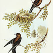 Wood Swallow, Artamus Sordid Art Print