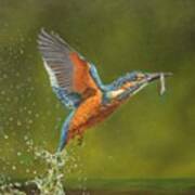 Kingfisher...working Hard For My Supper Art Print