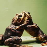 Wrestling Hugging Frogs Art Print