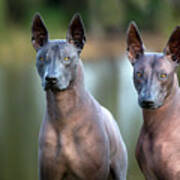 Xoloitzcuintle Art Print