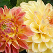 Yellow And Orange Dahlias 1 Art Print