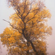 Yellow Autumn Art Print