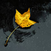 Yellow Autumn Leaf In The Rain By Joy Sussman Art Print