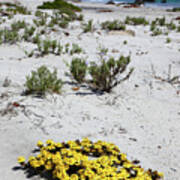 Yellow Flowers On The Beach Chile Art Print