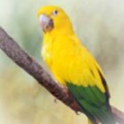 Yellow Green Parrot Bird 83 Art Print