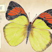 Yellow Orange Tip Butterfly Art Print