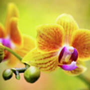 Yellow Orchid Flowers Art Print
