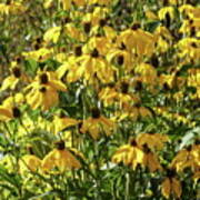 Yellow Rudbeckia Art Print