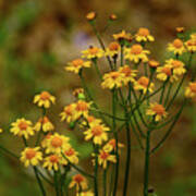 Yellow Shenandoah Wildflowers Bunch Art Print