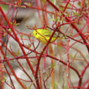 Yellow Warbler In Red Dogwood Art Print