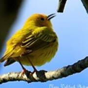 Yellow Warbler Singing In The Spotlight Art Print